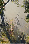 gibbon in the mist
