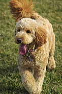 Goldendoodle Dog