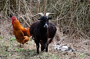 Rhode Island Red Rooster, Pygmy Goat, Gray and White Cat