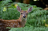 Black-Tailed Deer Fawn