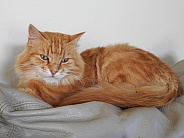 Calico Tabby Cat