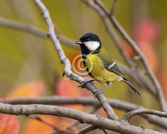 Great tit Great tit