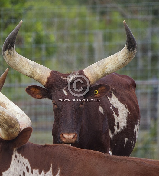 Watusi Cattle