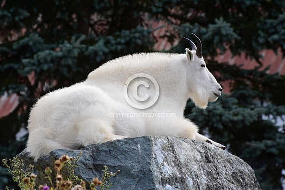 Mountain Goat