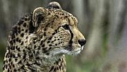Cheetah Side Profile Close Up