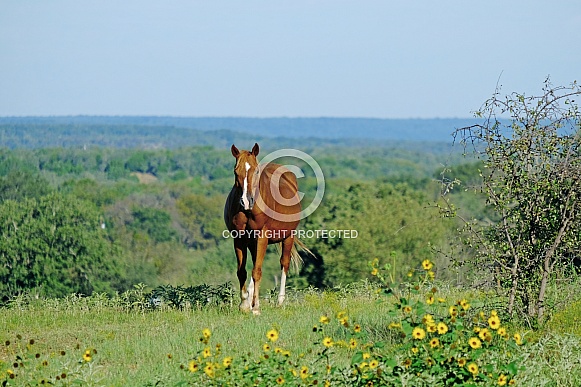 Mare horse in Texas landscape during summer