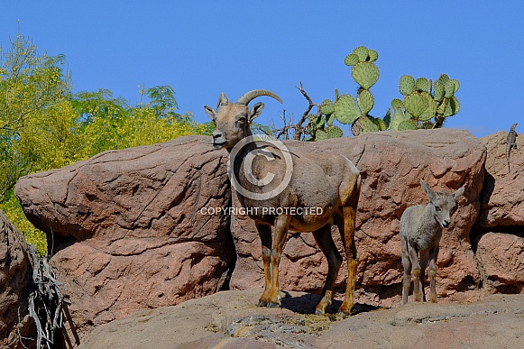 Bighorn Sheep - Ewe and Week-Old Lamb