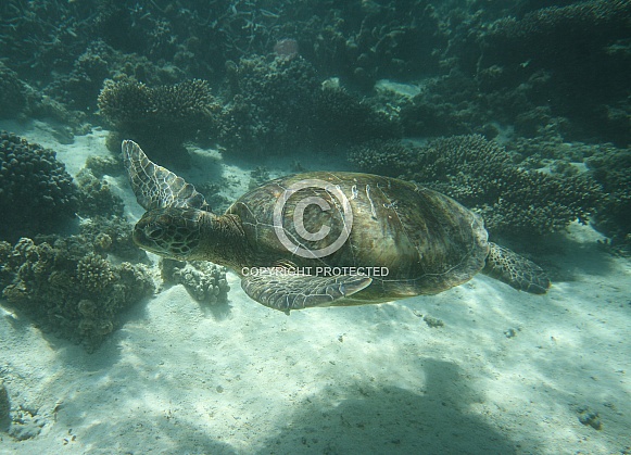 Green Turtle