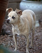 Adult Chihuahua