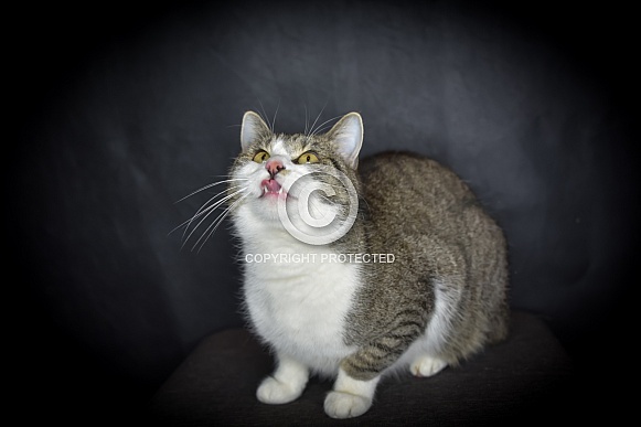 Mystery Cat Mystery Cat