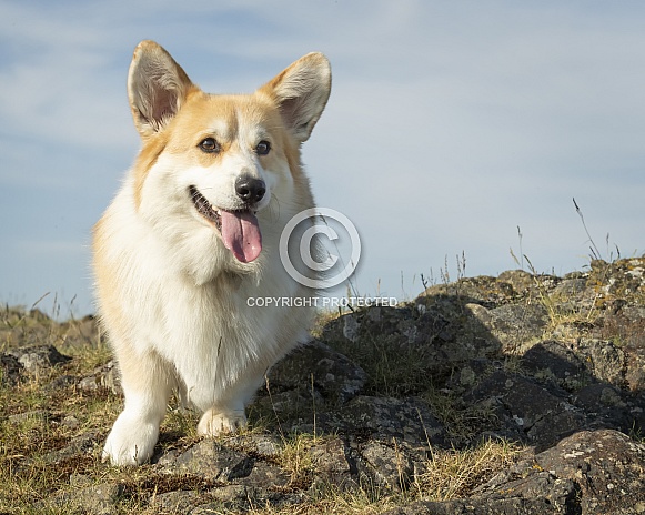 Pembroke Corgi