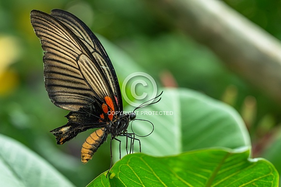 Papilio Lowi or the Asian swallowtail Papilio Lowi or the Asian swallowtail
