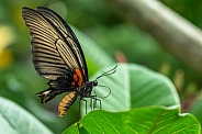 Papilio Lowi or the Asian swallowtail