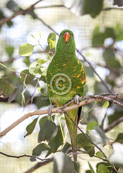 Scaly-breasted Lorikeet Scaly-breasted Lorikeet