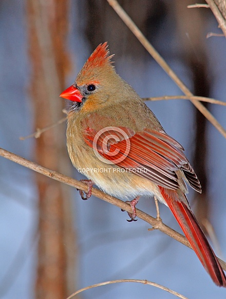 Northern Cardinal Northern Cardinal