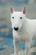 White mini bull terrier looking at the camera