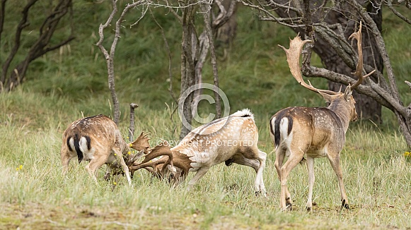 Fallow Deer