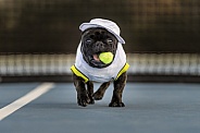 French bulldog on a tennis court