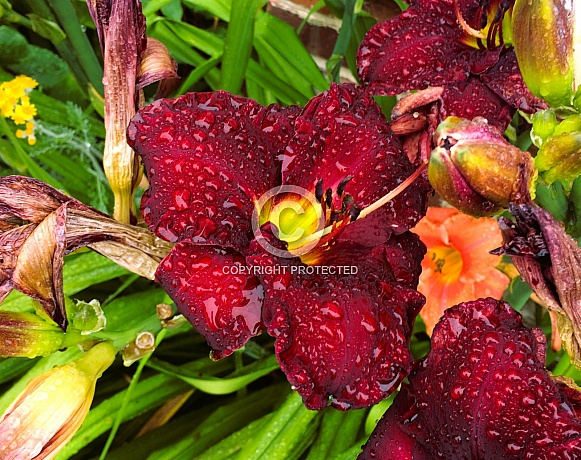 Crimson Daylily