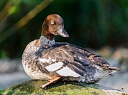 Duck posing