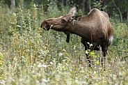 The moose or elk (Alces alces)