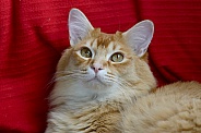 Beautiful male ginger cat