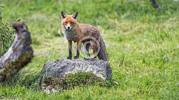 Red Fox