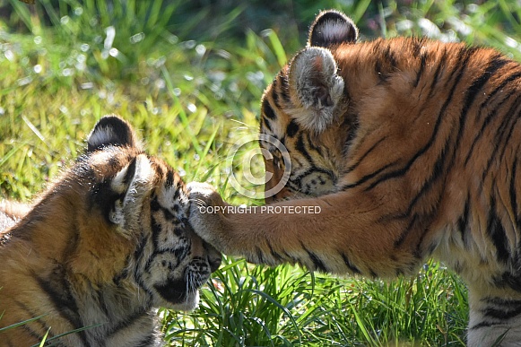 Amur tiger cub