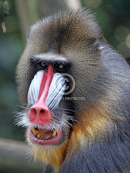 Mandrill (Mandrillus sphinx)