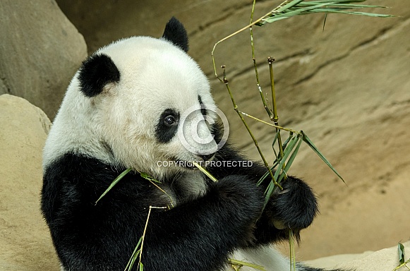 Giant Panda Giant Panda