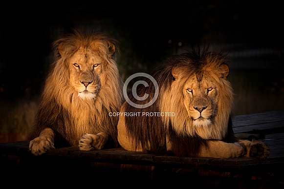 Lion brothers in evening sun
