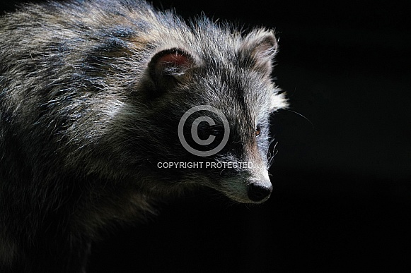 Raccoon Dog