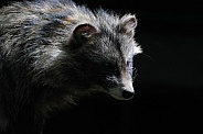 Raccoon Dog