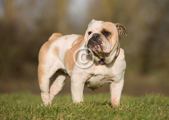 English Bulldog