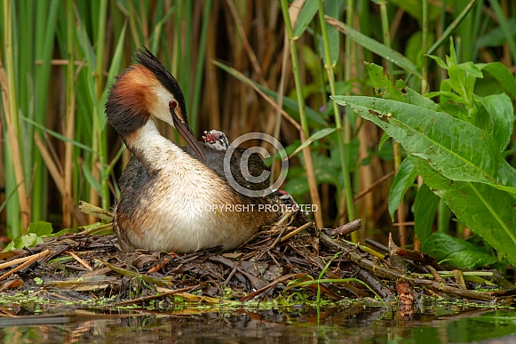 Great Crested Grebe with a young