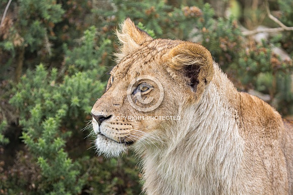 African Lion (young) African Lion (young)