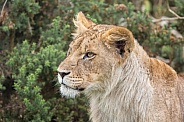 African Lion (young)