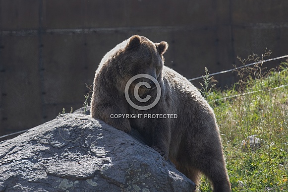 Grizzly Bear