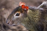 Agouti portrait