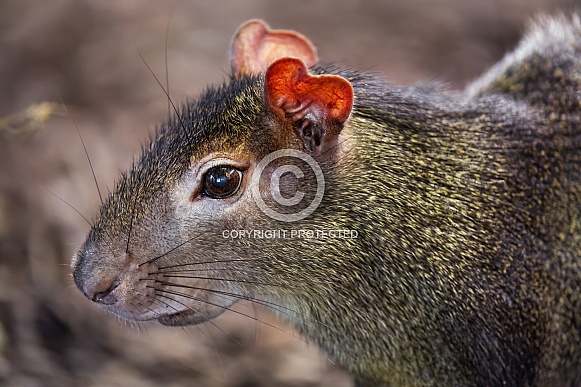 Agouti portrait Agouti portrait