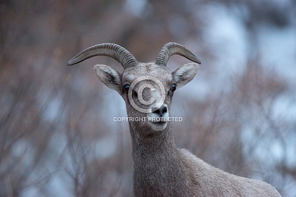 Desert Bighorn Sheep