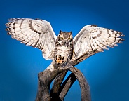 Great Horned Owl with Wings and Talons