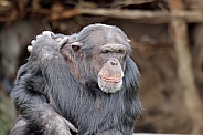 Chimpanzee (Pan troglodytes)