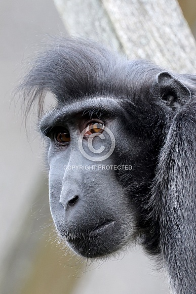 Crested Macaque (Macaca Nigra)