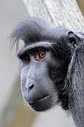 Crested Macaque (Macaca Nigra)