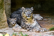Snow Leopard and Cub