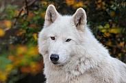 white wolf, Hudson Bay wolf (Canis lupus hudsonicus)