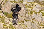 White tailed eagle or European Eagle