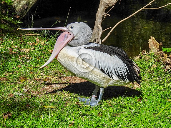 Australian Pelican Australian Pelican