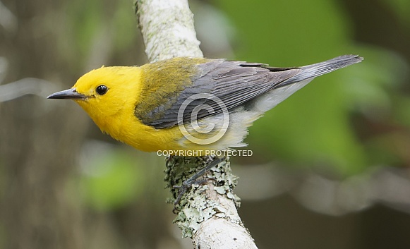 Prothonotary Warbler
